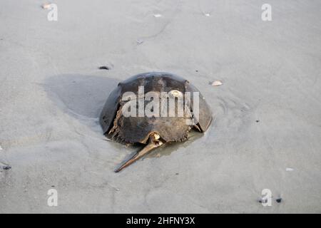 Hufeisenkrabbe, die am Strand in Georgia ausgewaschen wurde Stockfoto