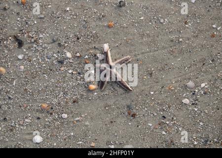 Winzig kleine Seesterne, die sich am Strand abspülten Stockfoto