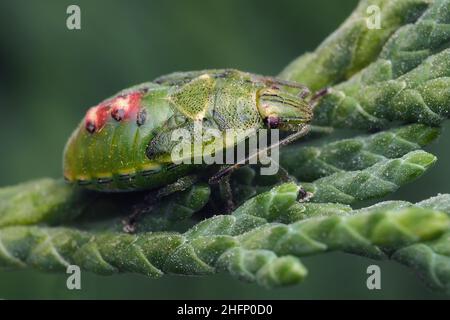 Juniper Shieldbug letzte Instarnymphe (Cyphostethus tristriatus), die auf Zypressenbaum ruht. Tipperary, Irland Stockfoto