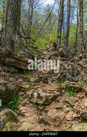 Steiler felsiger Weg durch einen üppigen Wald, Shenandoah National Park, Virginia. Stockfoto