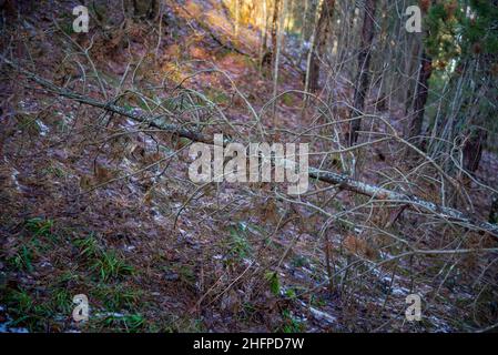 Nahaufnahme eines toten Astes in einem in der Sonne leuchtenden Wald Stockfoto