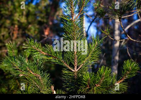 Kleine Äste und Blätter gefroren im Winter mit unscharfen Hintergrund. Abstrakte Textur für Design Stockfoto