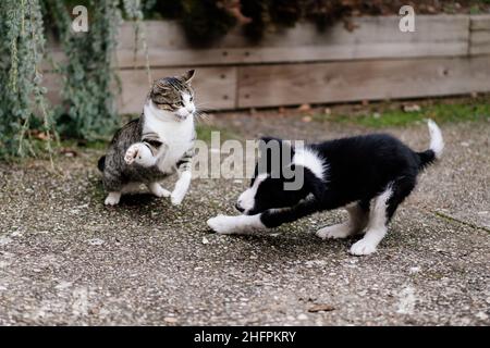 Erwachsene tabby Katze spielt Kampf mit Border Collie Welpen im Garten. Bewegungsunschärfe im Hund aufgrund der Bewegung Stockfoto