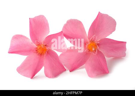 Oleander Blumen isoliert auf weißem Hintergrund Stockfoto