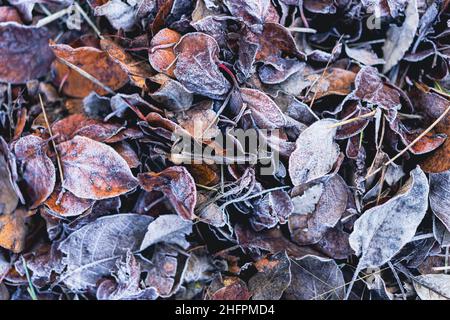 Trocken gefallene Blätter gefroren in einem kalten Wintermorgen. Draufsicht Stockfoto
