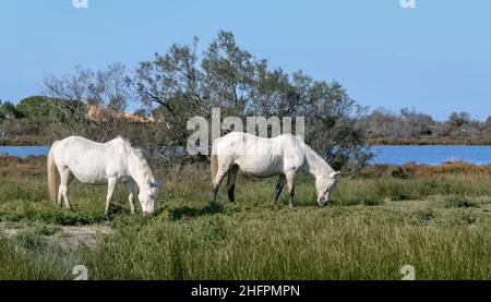 Zwei Camargue Pferde grasen im Camargue Nationalpark, Frankreich Stockfoto