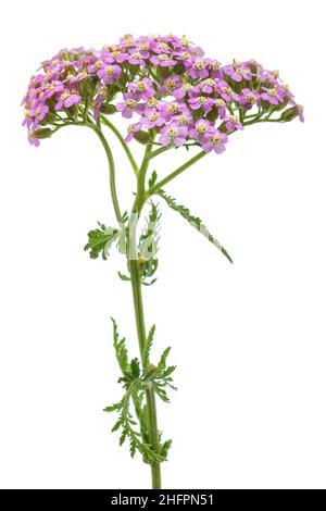 Rosa Schafgarbe Blüten isoliert auf weißem Hintergrund Stockfoto