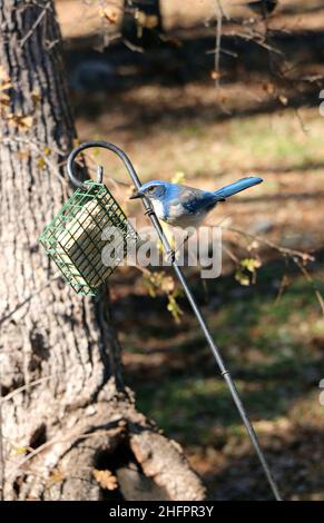Wunderschöner blauer Scrub jay, der auf einem Vogelfutterhäuschen thront. Stockfoto