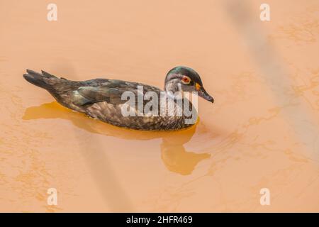 Eine bunte junge männliche Holzente, die an einem sonnigen Tag im Sommer im flachen, schlammigen Wasser der Feuchtgebiete in der Nähe schwimmt Stockfoto