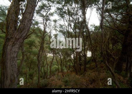 Dunkle neblige Waldszene mit toten Bäumen, die an einem nebligen Herbstmorgen aufgenommen wurde. Stockfoto