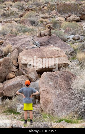 Kleiner Junge, der ein Dickhornschaf (Ovis Canadensis cremnobates) entlang des Borrego Palm Canyon Trail, Anza-Borrego Desert State Park, Kalifornien, beobachtet Stockfoto