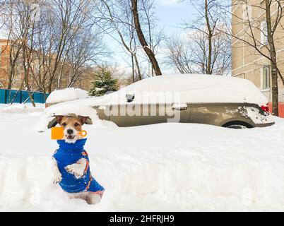 Hund als kleiner Retter mit kleiner Schaufel bereit, Auto aus Schneeverwehung nach riesigen Schneefall auszugraben Stockfoto
