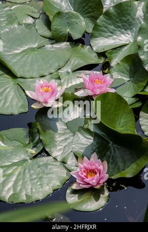 Drei rosa Seerosen & Pads in einem Teich, Princeton, New Jersey, NJ, USA, USA Stockfoto