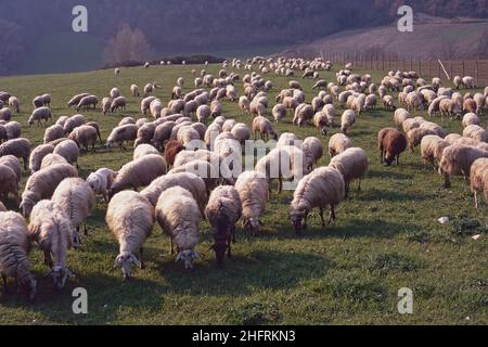 Große Herde von Schafen auf der Weide auf einer Wiese in Sabina, Rieti, Latium, Italien Stockfoto