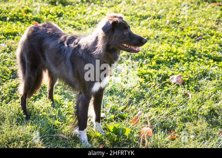 Border-Collie Mischling außerhalb Stockfoto