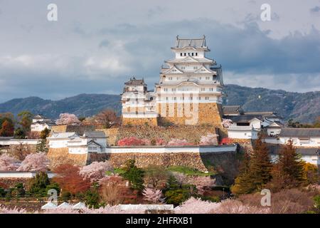 Himeji, Japan im Schloss Himeji während der Frühlingssaison mit Kirschblüten am Tag. Stockfoto