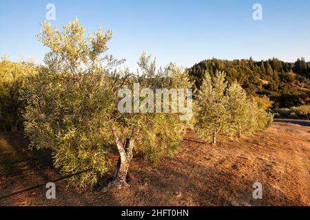 Olive Orchard, Mendocino County, Nordkalifornien, USA Stockfoto