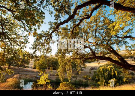 Hinterleuchtete Eichenzweige, Mendocino County, Kalifornien, USA Stockfoto