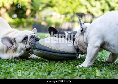Drei französische Bulldoggen spielen mit einem sportball im Freien Stockfoto
