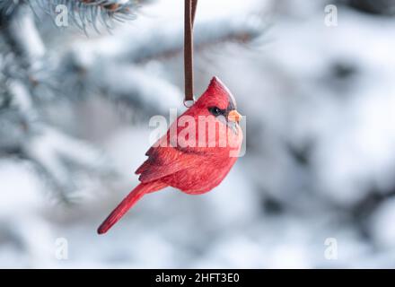 Roter Kardinalvogelschmuck, der an einem verschneiten immergrünen Baumzweig hängt. Stockfoto