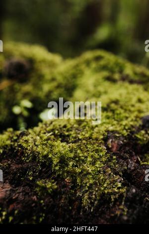Nahaufnahme von Moos auf einem Baumstumpf während einer Wanderung auf Hawaii Stockfoto