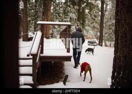 Mann, der im Schnee mit Hunden neben der Hütte in Idyllwild unterwegs ist Stockfoto