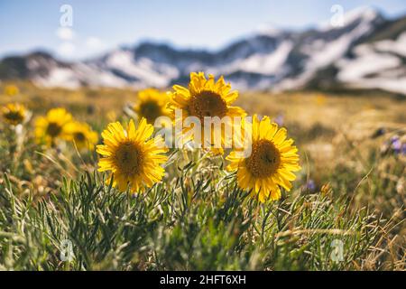 Alter Mann des Berges, Colorado Stockfoto