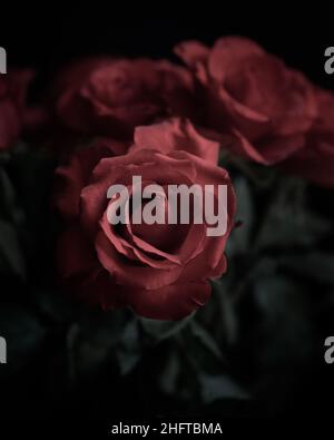 Makro, Natur, Blumen, rote, rote Rosen, moody, dunkel, geheimnisvoll Stockfoto