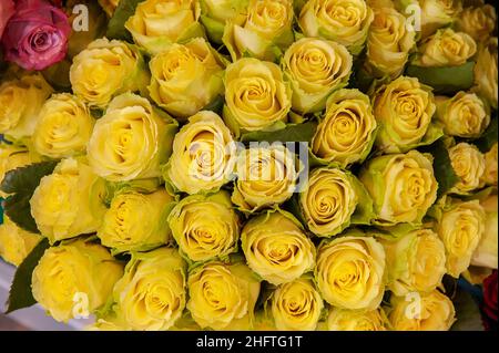 Großer Strauß gelber Rosen in satten Farbtönen. Ein Geschenk für einen Geburtstag, eine Hochzeit oder einen Muttertag. Stockfoto