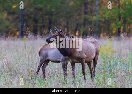 Kuh und Kalbselch bei Oconaluftee im Westen von North Carolina Stockfoto