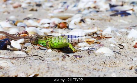 Grüne Eidechse auf dem Sand im Fokus (Lacerta viridis, Lacerta agilis) ist eine Eidechsart der Gattung Grüne Eidechsen. Stockfoto