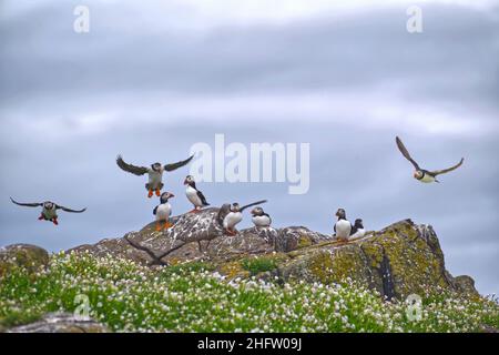 Papageitaucher Stockfoto