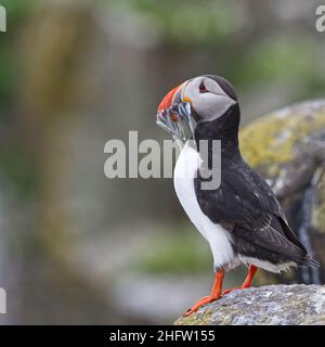 Papageitaucher Stockfoto