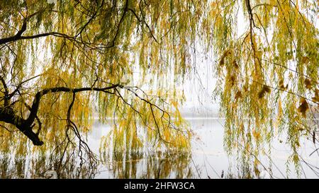 Weidenzweige biegen sich über den Herbstteich. Gelbe Blätter an den Zweigen. Nebliger Herbsttag. Sehr helles Herbstlaub. Stockfoto