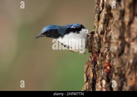 Männlicher Schwarzkehlgrasmücke Stockfoto