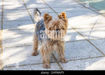 Ein Yorkshire Terrier (oft als Yorkie gekürzt). Dies ist eine der kleinsten Hunderassen des Terrier-Typs und jeder Hunderasse. Stockfoto