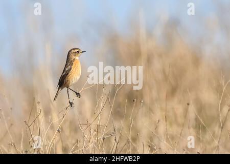 Weibchen des Gemeinen Steinechat (Saxicola rubicola) im Donana-Nationalpark Stockfoto