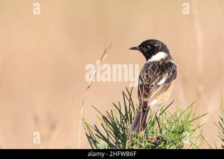 Männchen des Gemeinen Steinechat (Saxicola rubicola) im Donana-Nationalpark Stockfoto