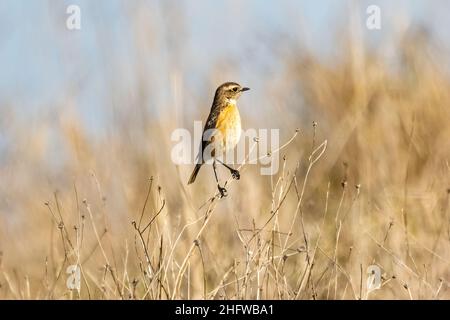 Weibchen des Gemeinen Steinechat (Saxicola rubicola) im Donana-Nationalpark Stockfoto