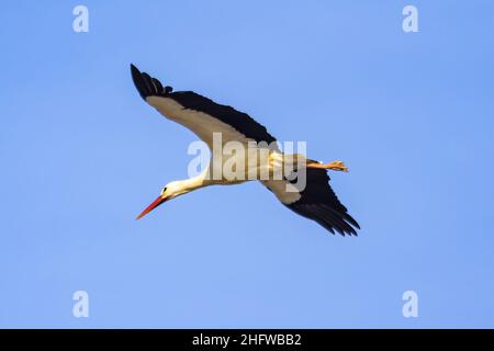 Weißstorch (Ciconia ciconia) im Flug im Naturpark Donana, Andalusien, Spanien Stockfoto