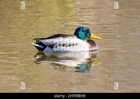 Männchen von Stockenten oder Wildenten (Anas platyrhynchos) Stockfoto