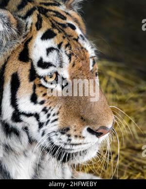 Erwachsene weibliche Amur (sibirischer) Tiger, Profil Stockfoto