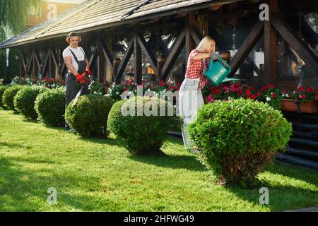 Männlicher Gärtner im Sicherheitsgleichmäßigen Trimmen von Büschen mit elektrischem Schneider, während Frau Blumen in Töpfen wässert. Menschen, die im Sommer in einem schönen Garten arbeiten. Stockfoto