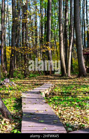 Holzbrücke durch den Wald. Die Fußgänger-Spur aus Brettern ist abenteuerlich und informativ. Selektiver Fokus. Stockfoto