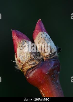 Nahaufnahme der Acer japonicum aconitifolium Knospen im Winter Stockfoto