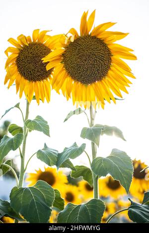 Wunderschöne gelbe Sonnenblumen. Paar von zwei Sonnenblumen in einem Erntefeld. Vorteile und Schäden von Sonnenblumenöl. Blühend, Frühling, Sommer. Stockfoto