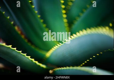 Nahaufnahme der Krantz Aloe (Aloe arborescens) Blätter. Selektiver Fokus und geringe Schärfentiefe. Stockfoto