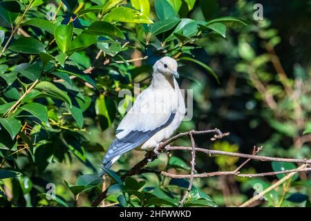 Pied Imperial Pigeon, Ducula bicolor, schöner Vogel, der in einem Baum thront Stockfoto