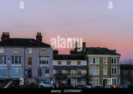 Royal Tunbridge Wells, Kent, Großbritannien. 17th. Januar 2022. Der erste Vollmond von 2022, der als Wolf Moon bezeichnet wird, steigt über Royal Tunbridge Wells auf und ein Murmeln tanzt vor dem Neumond, während die Dämmerung einbricht und der Himmel vor dem Hintergrund der viktorianischen Häuser rund um den Common rosa wird. ©Sarah Mott / Alamy Live News Stockfoto