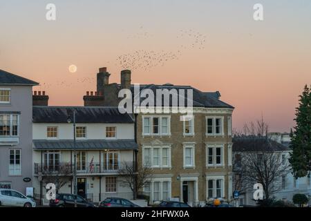 Royal Tunbridge Wells, Kent, Großbritannien. 17th. Januar 2022. Der erste Vollmond von 2022, der als Wolf Moon bezeichnet wird, steigt über Royal Tunbridge Wells auf und ein Murmeln tanzt vor dem Neumond, während die Dämmerung einbricht und der Himmel vor dem Hintergrund der viktorianischen Häuser rund um den Common rosa wird. ©Sarah Mott / Alamy Live News Stockfoto